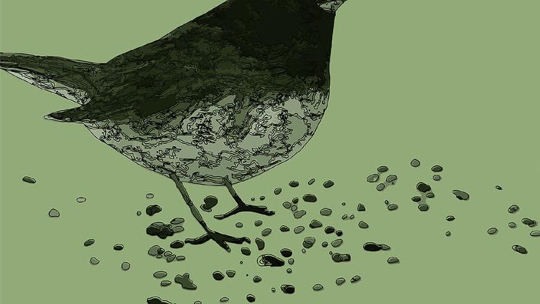 “鸟的呼唤:致力于生物多样性的研究与行动”展览图片